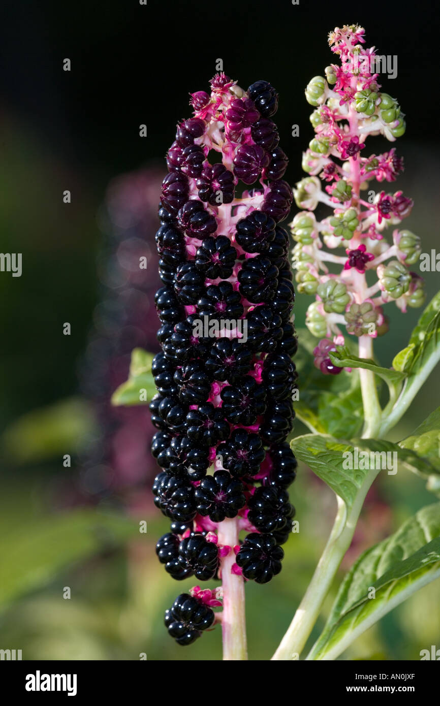 Pokeberry (Phytolacca acinosa) Foto Stock