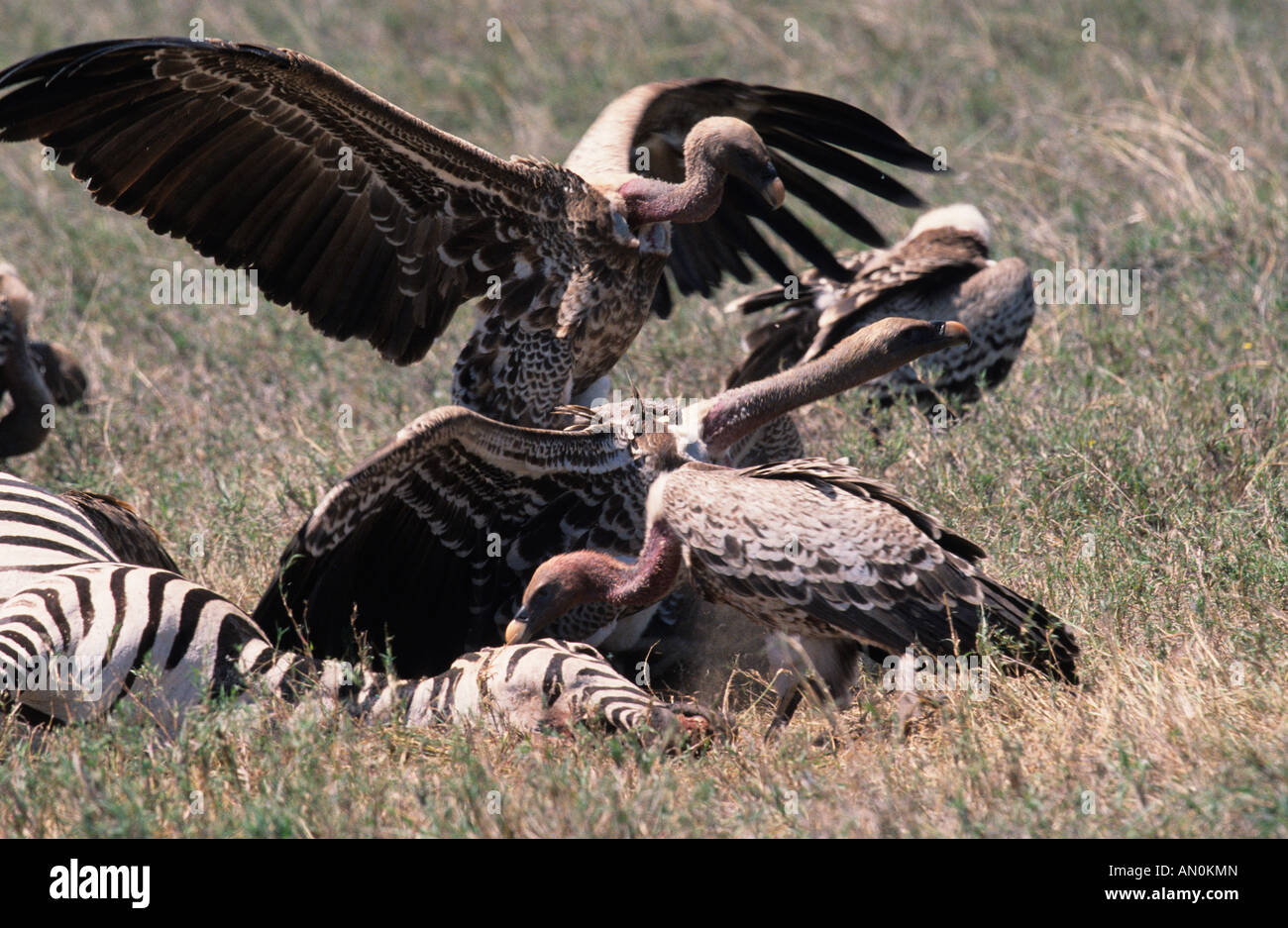 Ruppell il grifone Gyps rueppellii Serengeti NP Tanzania Foto Stock