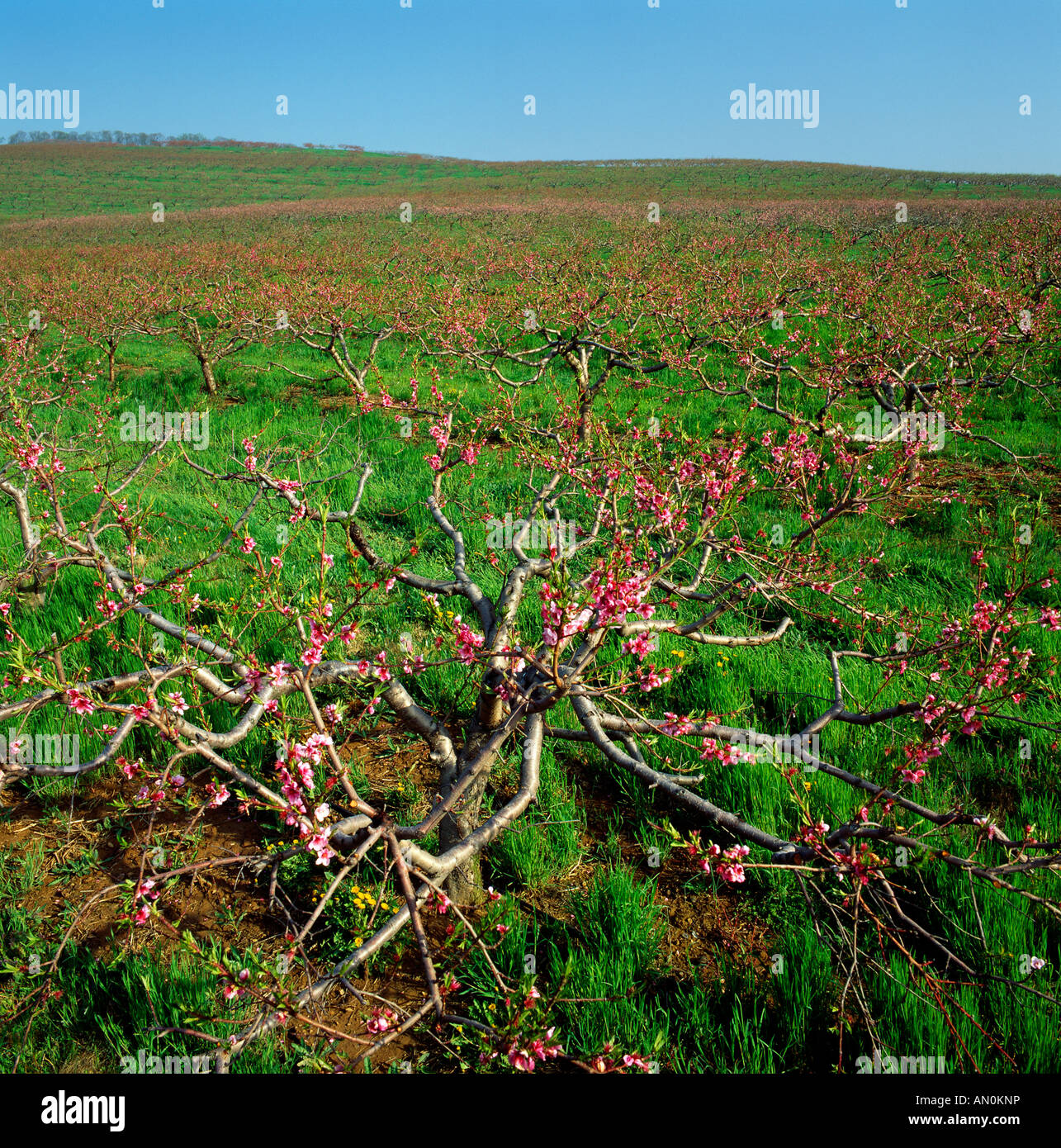 Lerews frutteti (PESCA) con oltre 20.000 acri di Piantagioni di Frutta Adams County, Pennsylvania, Stati Uniti d'America, Foto Stock