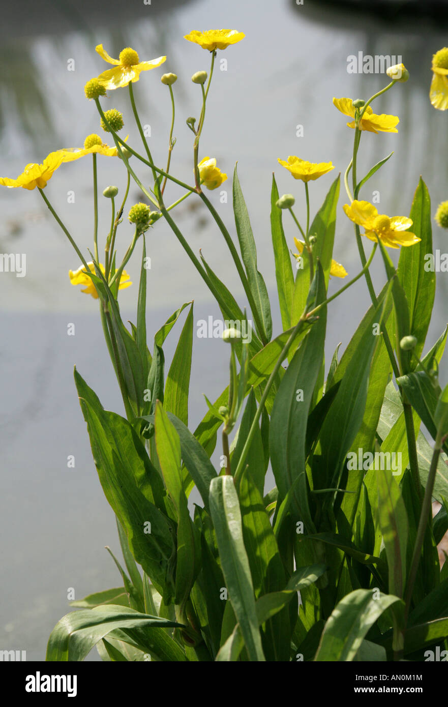 Grande o maggiore Spearwort Ranunculus lingua Ranunculaceae Foto Stock