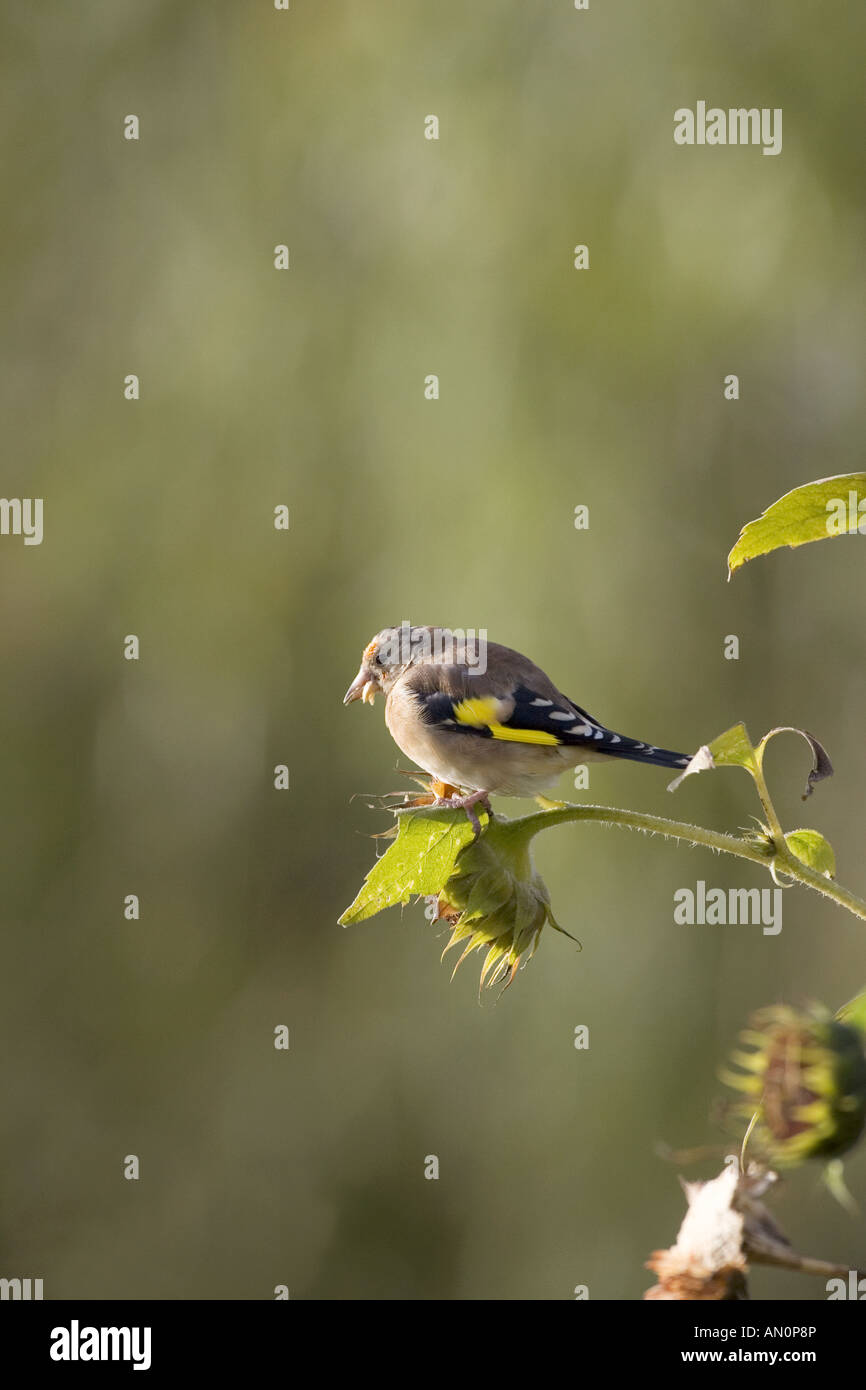 Unione cardellino Carduelis carduelis bambini sui semi di girasole capo Ringwood Hampshire Inghilterra Foto Stock
