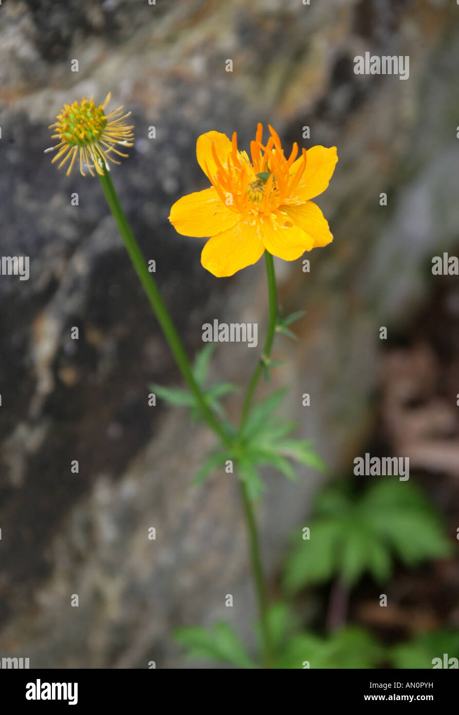 Globo cinese Flower Trollius chinensis Ranunculaceae Foto Stock