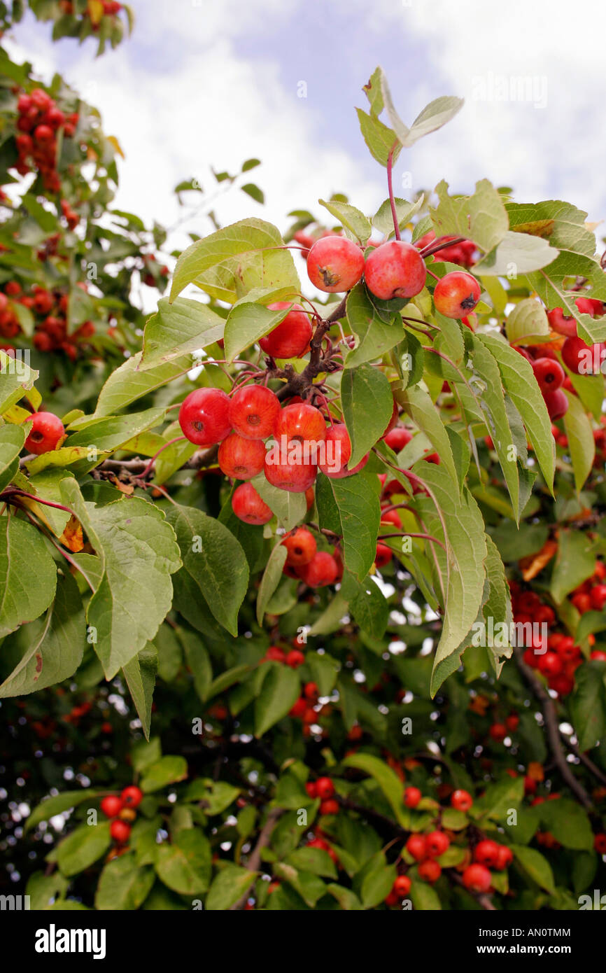 MALUS RED SENTINEL. CRAB APPLE. Foto Stock