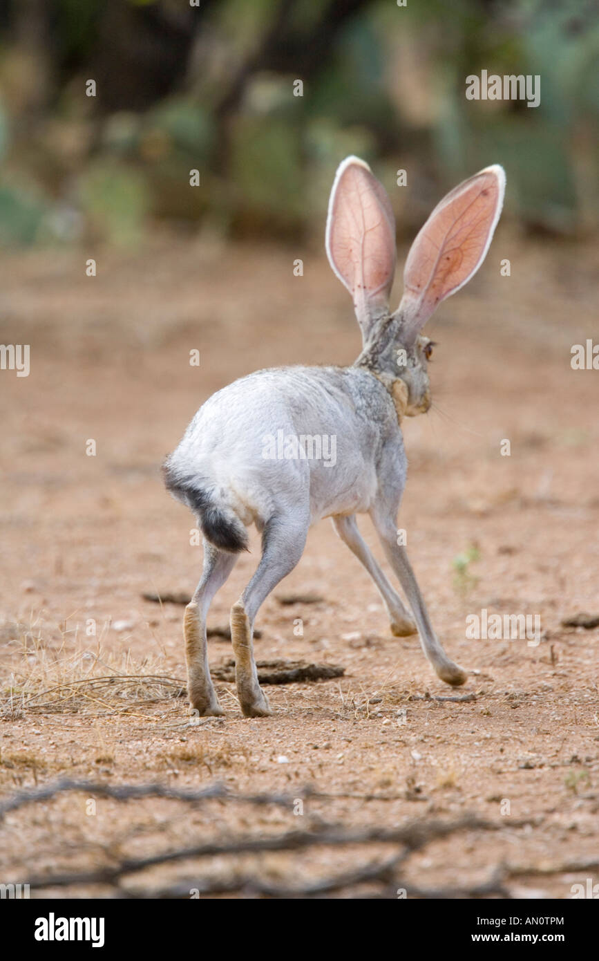 Antelope Jackrabbit Lepus alleni Oracle Pinal County Arizona Stati Uniti 23 luglio adulto bianco lampeggiante i lati come funziona. Foto Stock