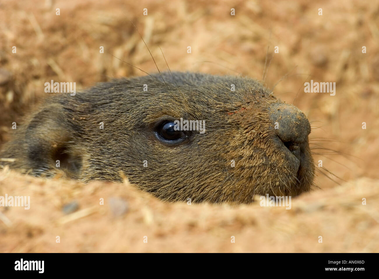 Cane della prateria emergente dalla tana Foto Stock