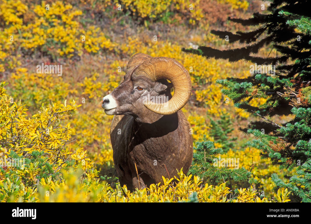 Bighorn ram Ovis canadensis su Wilcox Ridge in Columbia Icefields area del Parco Nazionale di Jasper Alberta Canada Foto Stock