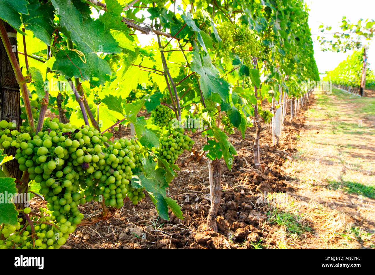 Vite con giovani grappoli di uva prima invaiatura. Fidal Vivaismo viticolo e cantina, Zejmen, Lezhe. L'Albania, Balcani, Europa. Foto Stock