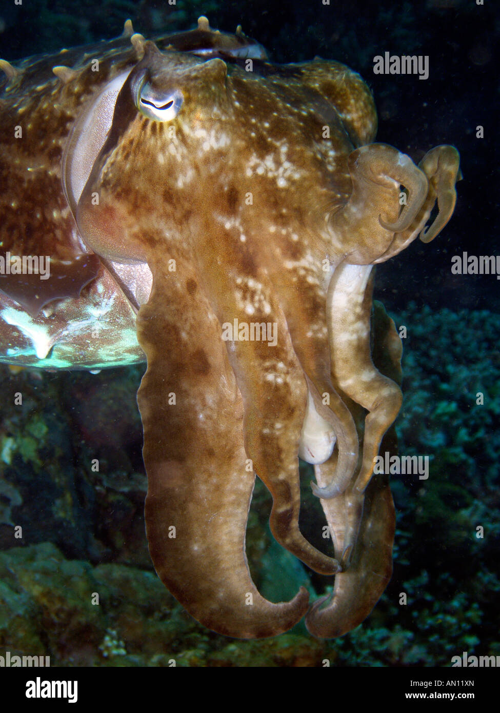 Broadclub Le Seppie Sepia latimanus. Lembeh strait, Nord Sulawesi, Indonesia Foto Stock