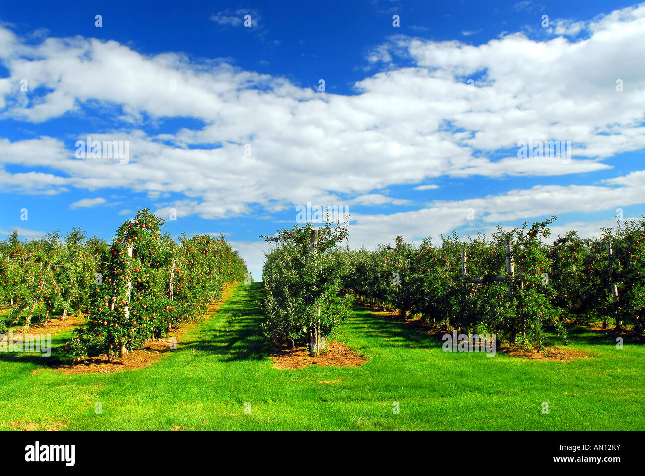Meleto rosso con mele mature sugli alberi sotto il cielo blu Foto Stock