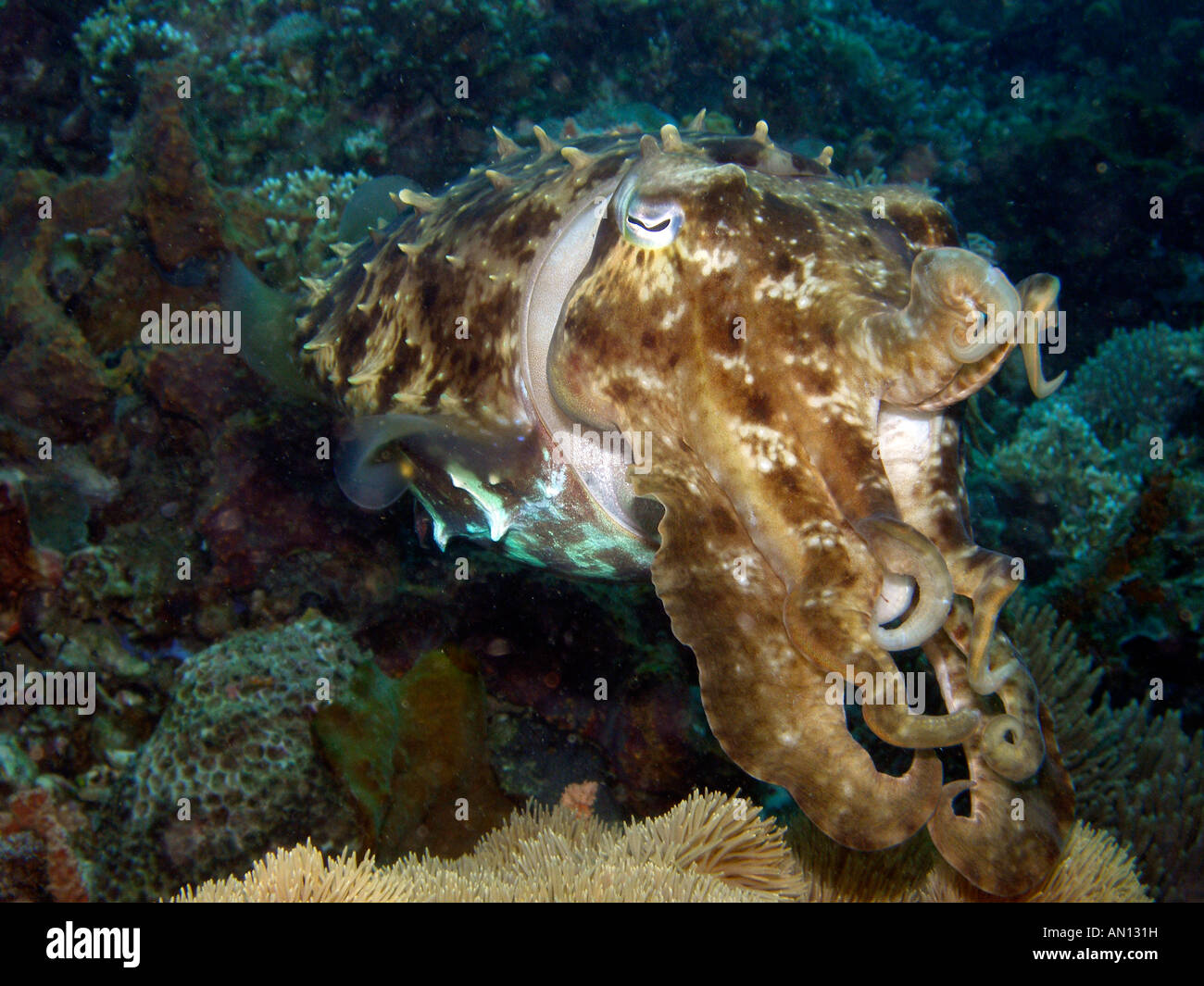 Broadclub Le Seppie Sepia latimanus. Lembeh strait, Nord Sulawesi, Indonesia Foto Stock