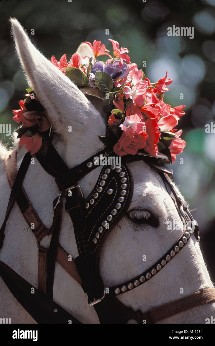 Carrozza a cavallo con fiore Hat del Quartiere Francese di New Orleans in Louisiana Foto Stock