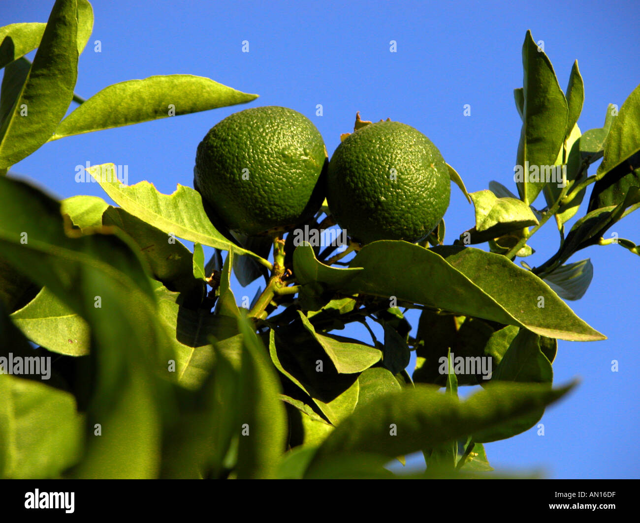 Verde arance acerbe crescente su albero Costa del Sol Spagna Marzo Foto Stock