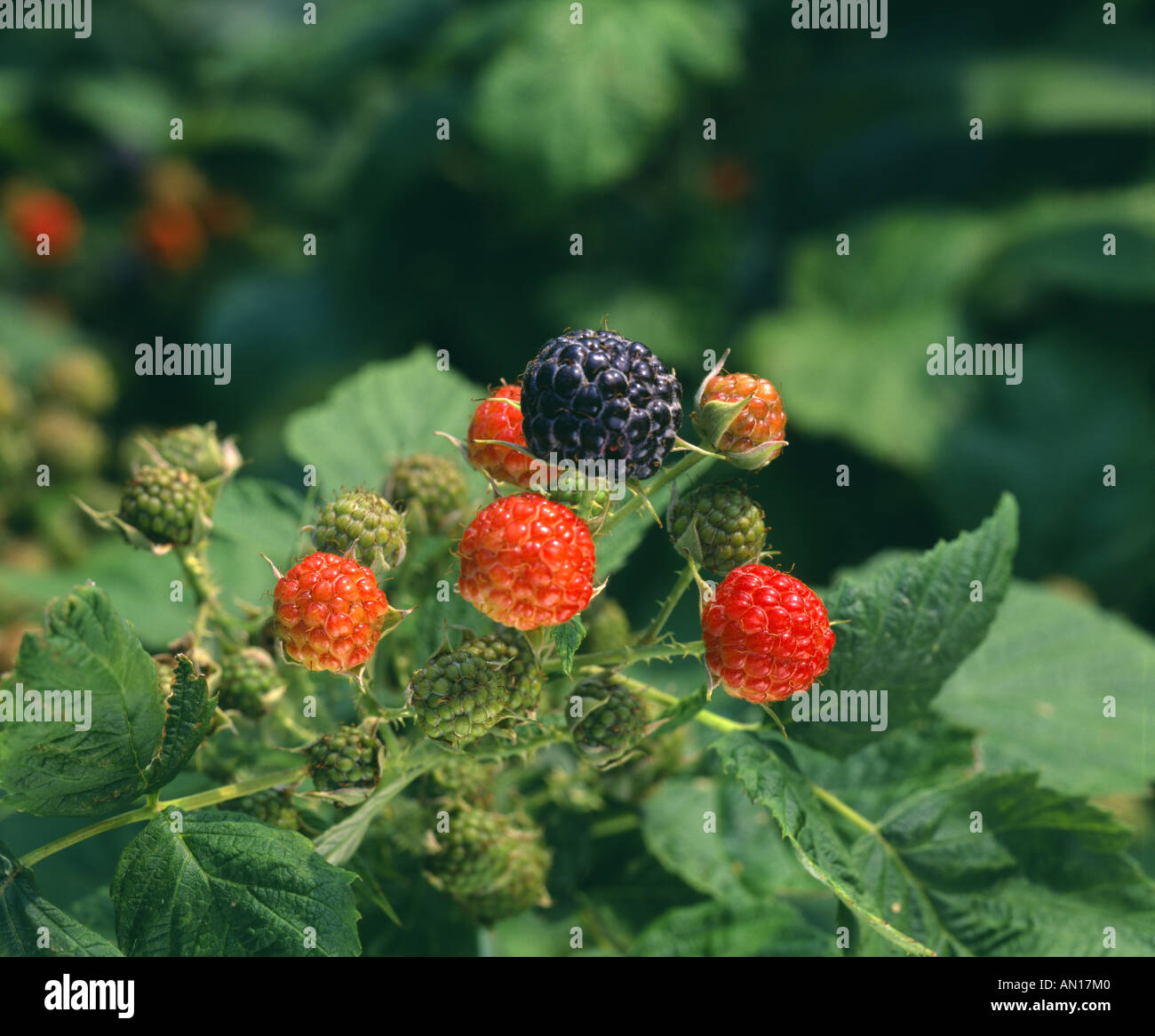 Il lampone nero Rubus occidentalis STUDIO Foto Stock