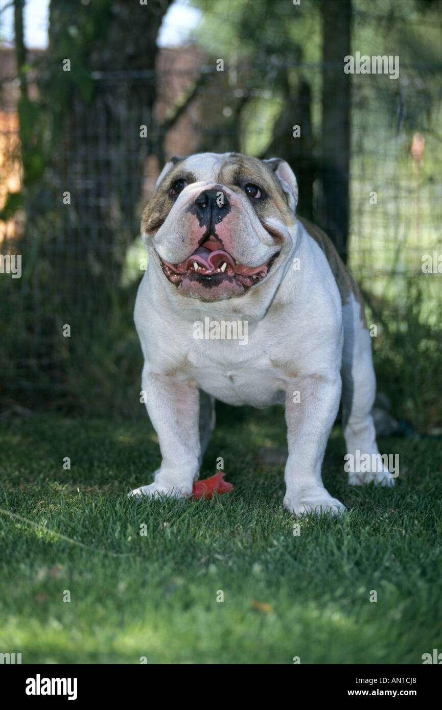 BULLDOG corpo pieno vista frontale in piedi in Irlanda Foto Stock