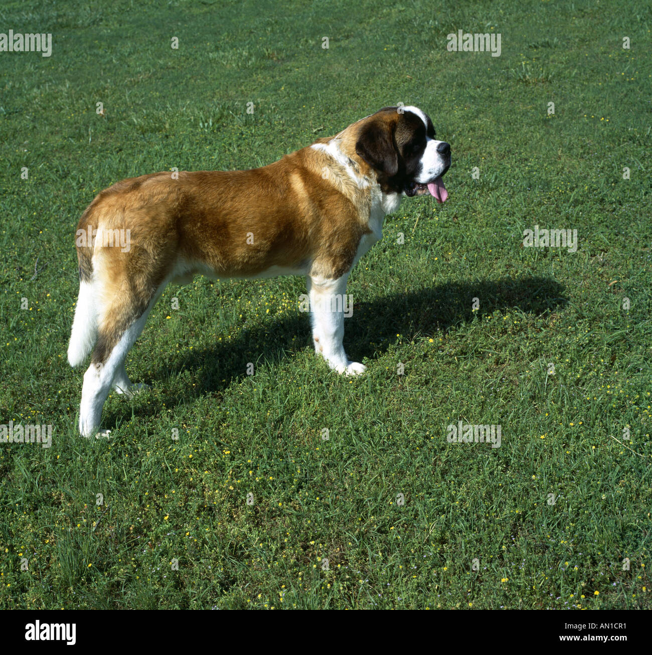 San Bernardo in piedi vista laterale Kennel Club GEORGIA Foto Stock