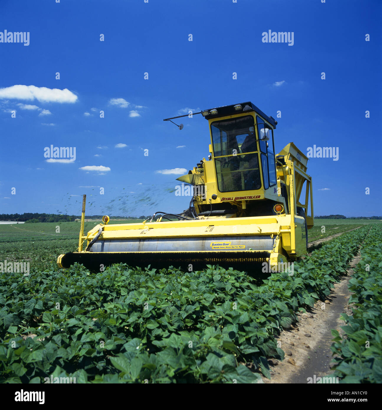 SNAP bean essendo raccolti in Georgia Foto Stock