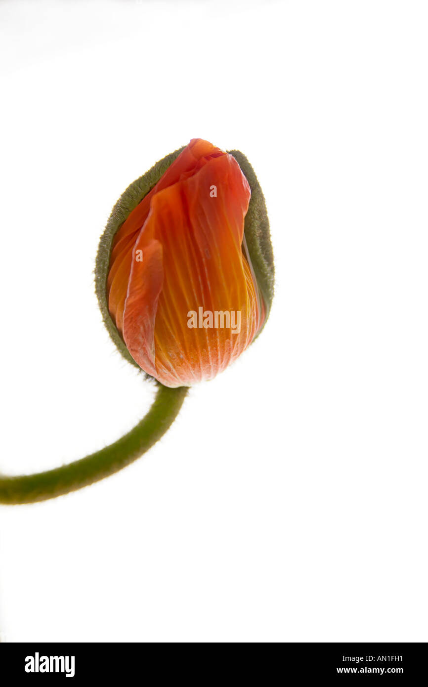 Close-up di un Papaveraceae, semi di papavero, poppyflowers Foto Stock