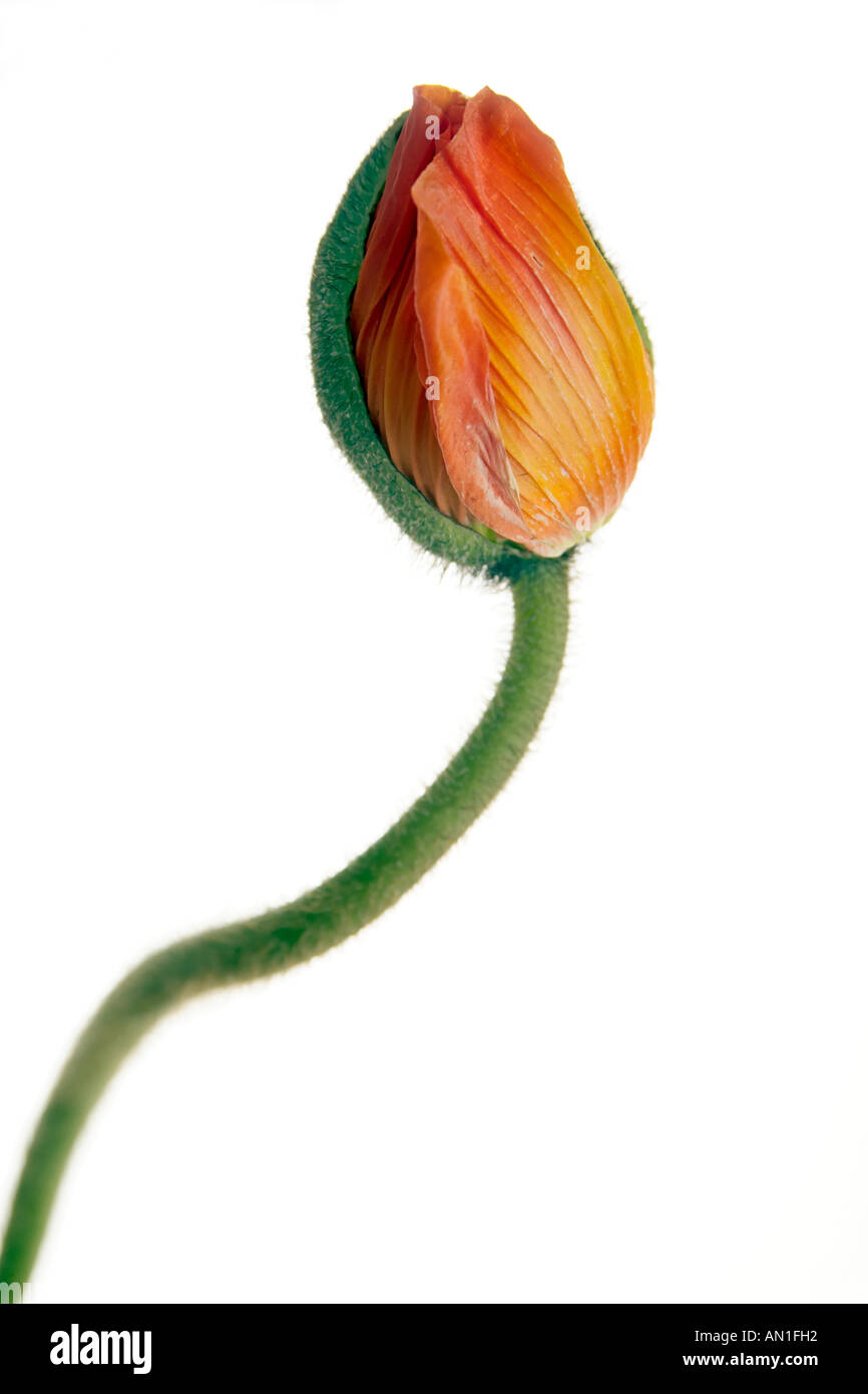 Close-up di un Papaveraceae, semi di papavero, poppyflowers Foto Stock