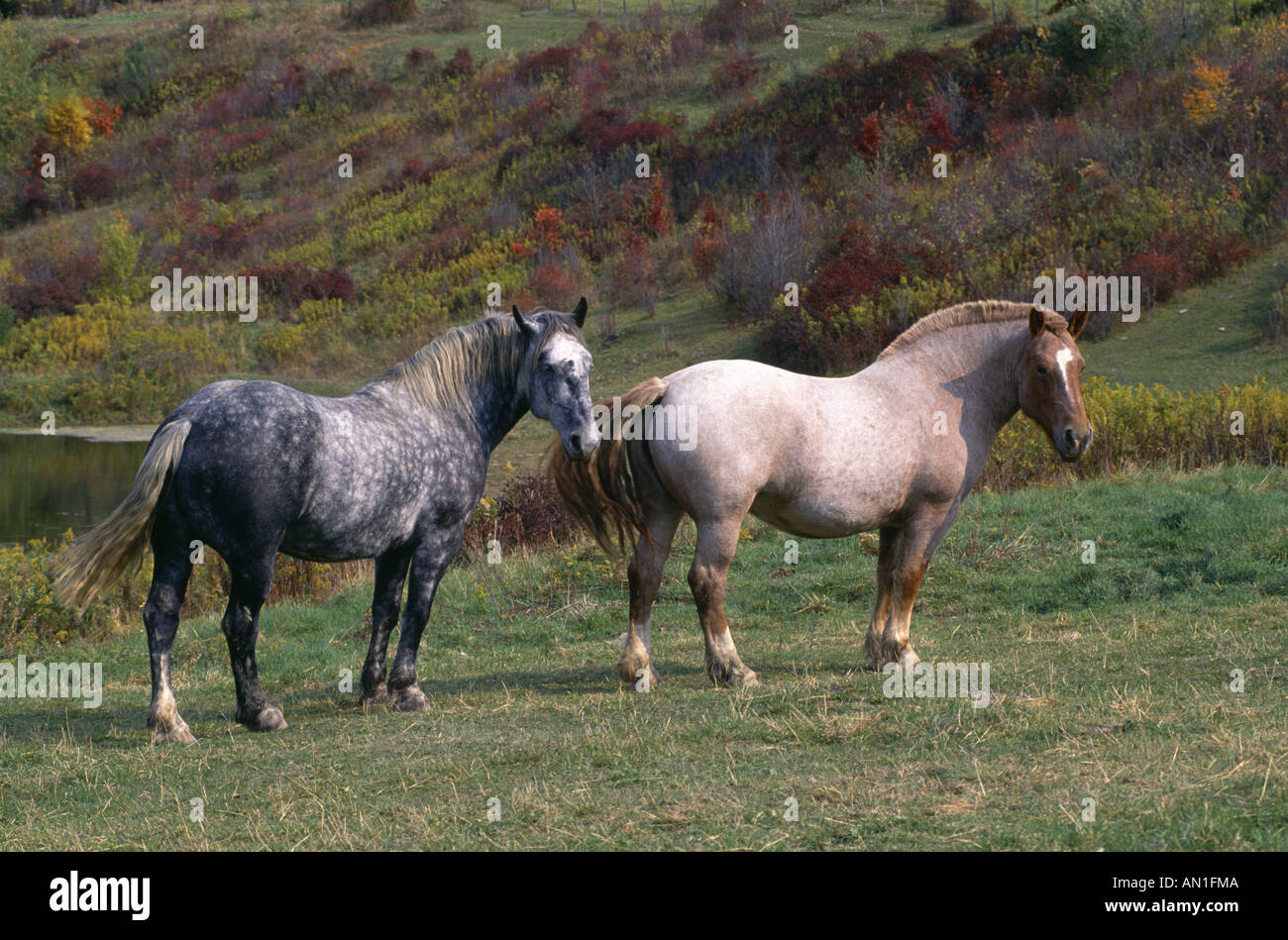 BLUE STEFANO FRAGOLA Stefano cavalli da lavoro in Pennsylvania Foto Stock