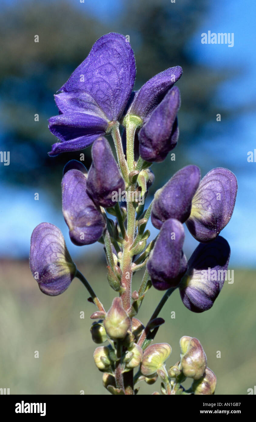 Aconitum carmichaelaelii Arendsii Monkshood New York Giardino Botanico USA Foto Stock