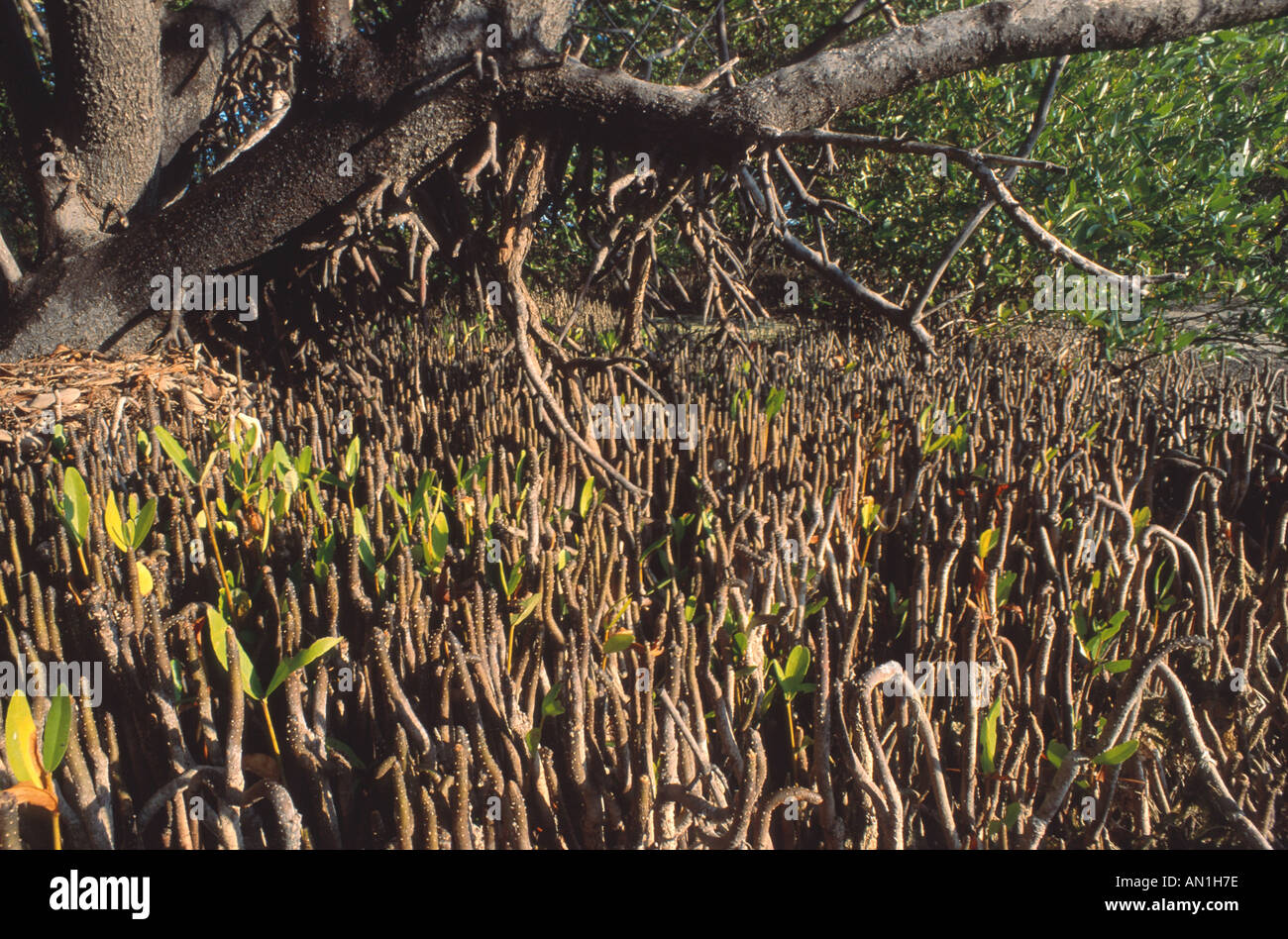 Mangrovie (germinans Avicennia), pneumatofori Foto Stock