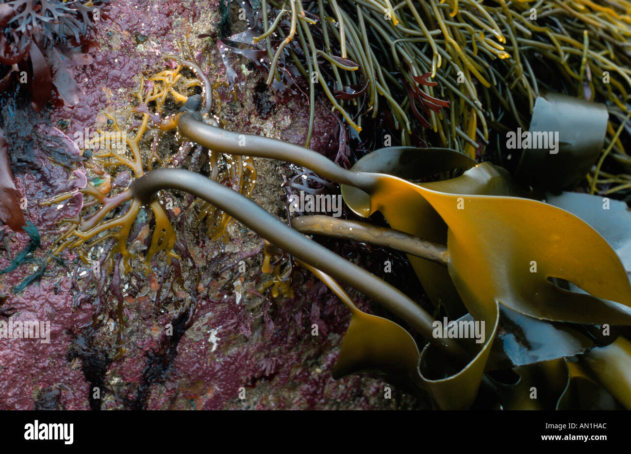 Sea-guaine (Laminaria digitata), con diramazione holdfasts, bassa zona di marea, Francia, Brittany Foto Stock