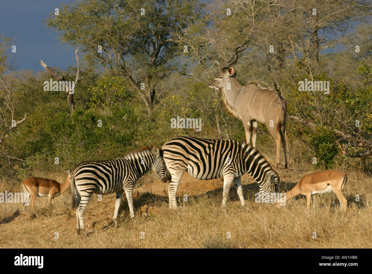 Zebra impala e kudu gruppo vicino a Thorn trees Foto Stock