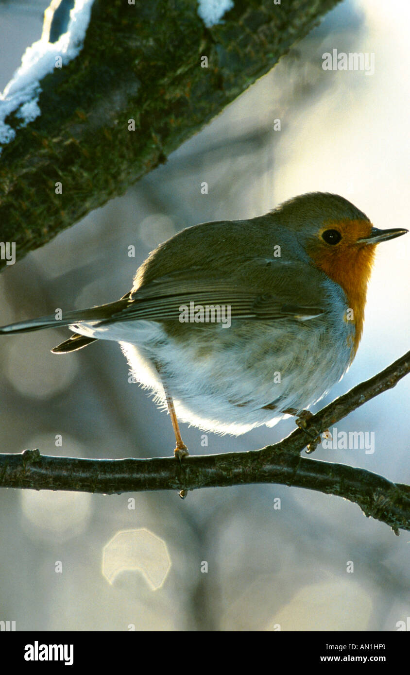 Unione robin (Erithacus rubecula), seduto sul ramo, Germania, Bassa Sassonia, Neunkirchen Foto Stock Unione robin (Erithacus rubecula), seduto sul ramo, Germania, Bassa Sassonia, Neunkirchen Foto Stock