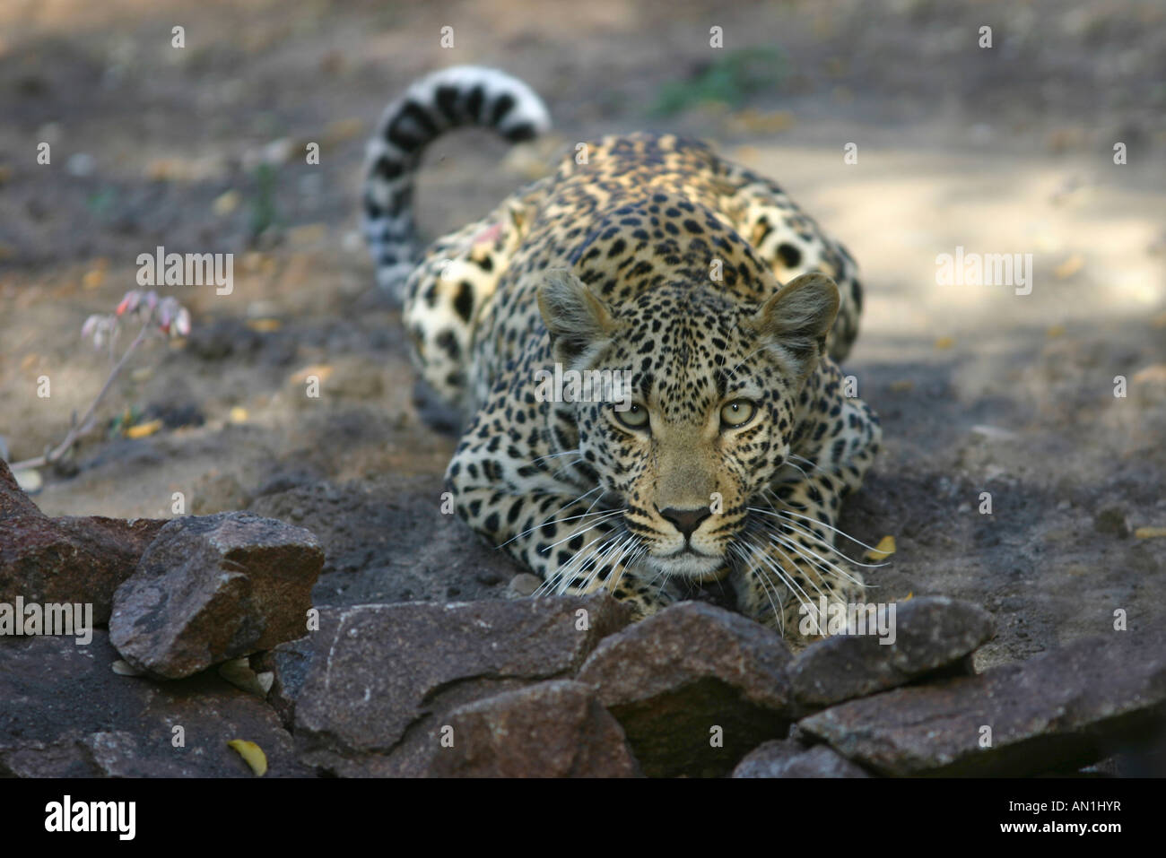 Leopard accovacciata di guardare direttamente la fotocamera Foto Stock