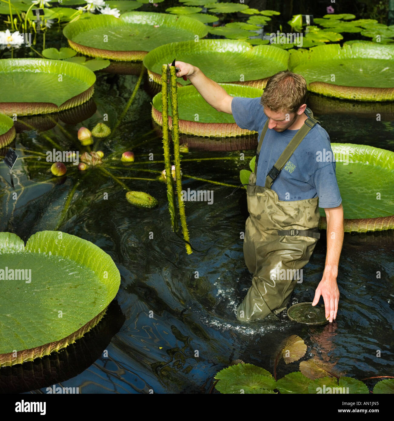 Giant acqua giglio manutenzione del giardino santa cruz lily Foto Stock
