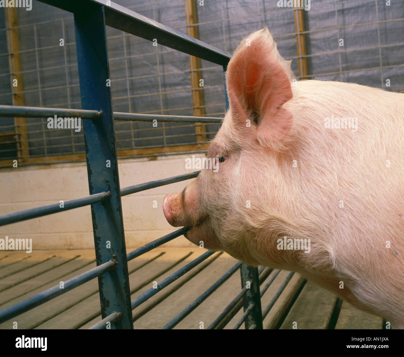 Setole di maiale immagini e fotografie stock ad alta risoluzione - Alamy