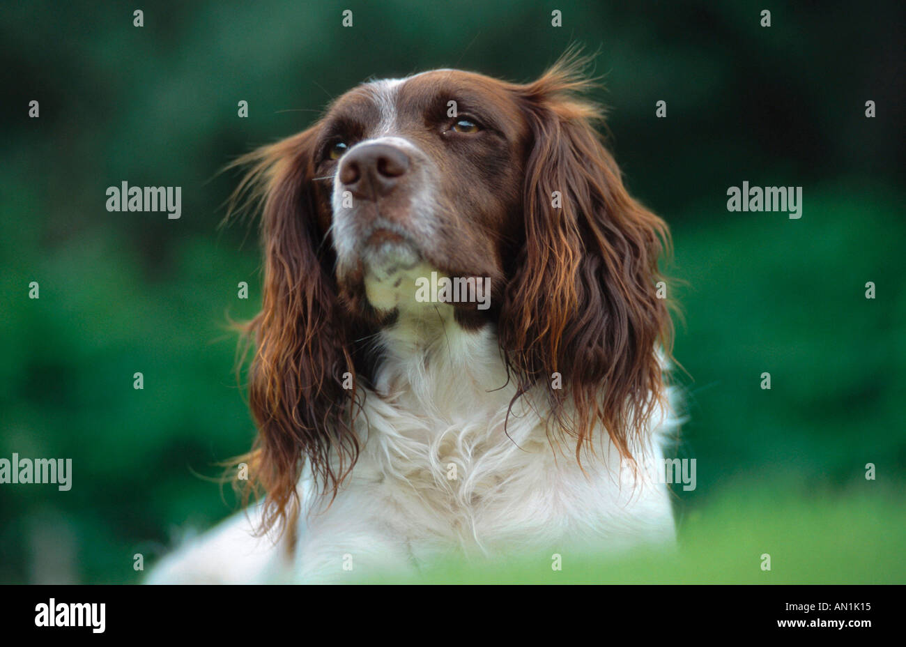English Springer Spaniel (Canis lupus f. familiaris), capretti, Regno Unito, Scozia Foto Stock