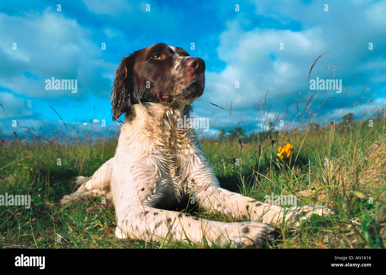 English Springer Spaniel (Canis lupus f. familiaris), capretti, giacente sul prato, Regno Unito, Scozia Foto Stock