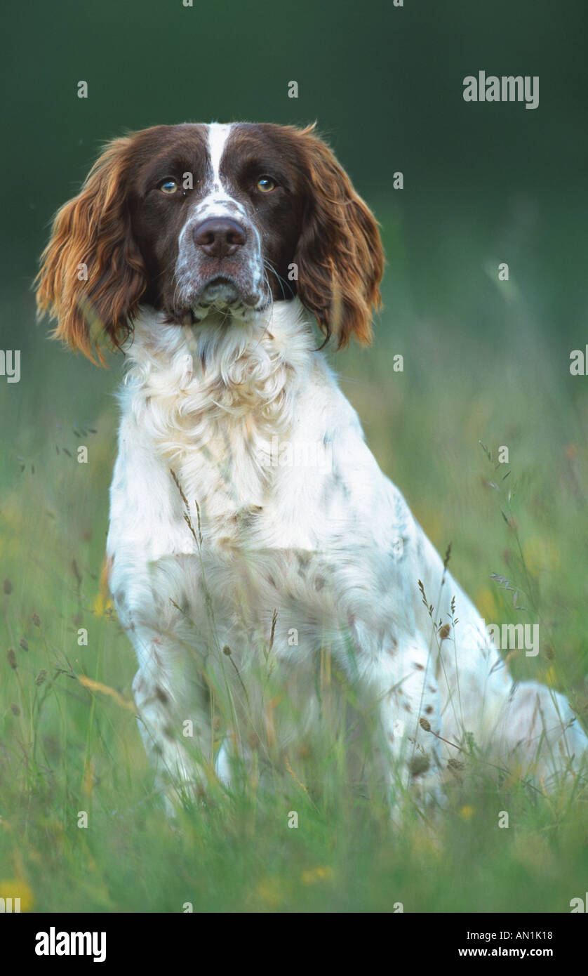 English Springer Spaniel (Canis lupus f. familiaris), i bambini seduti sul prato, Regno Unito, Scozia Foto Stock