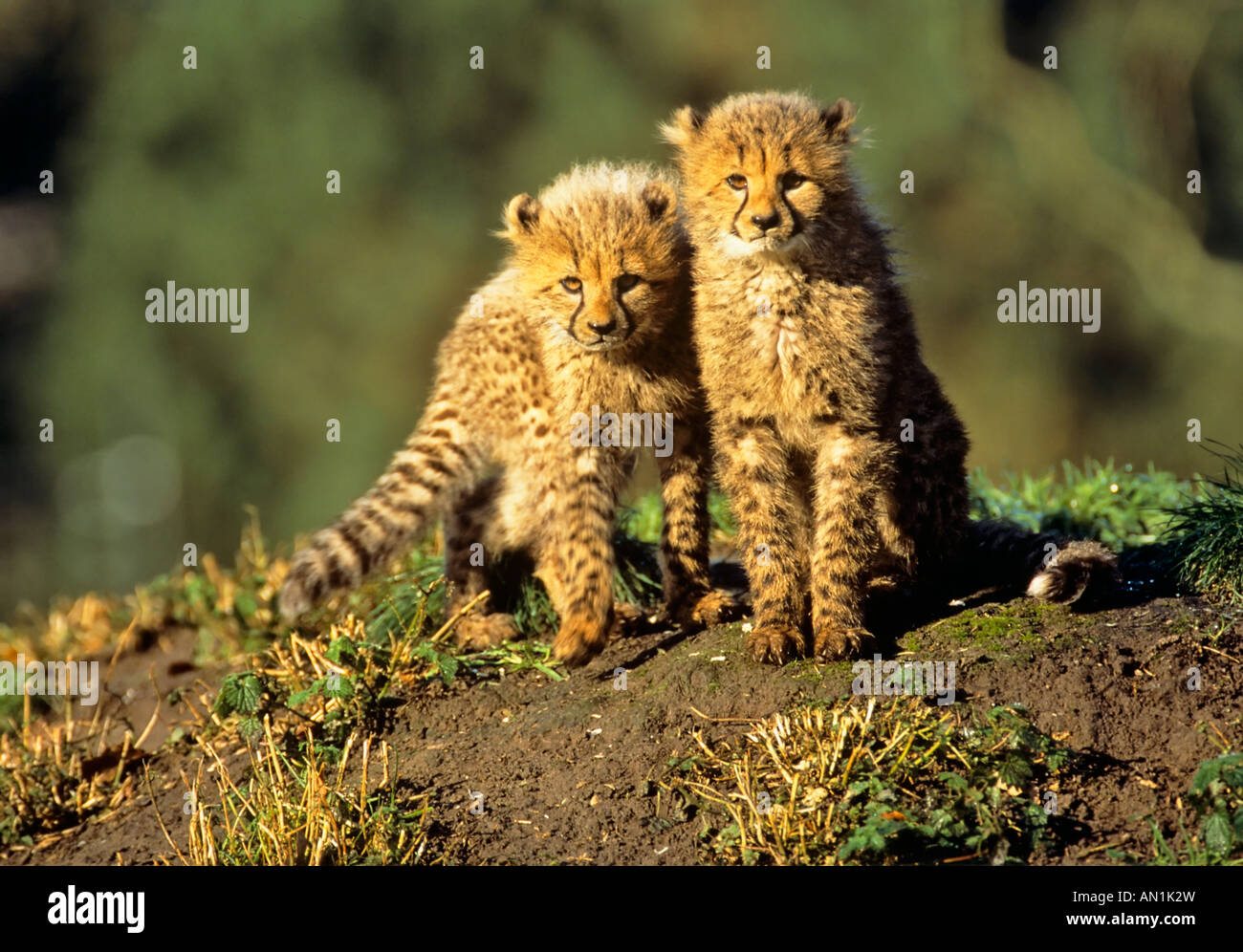Geparde Jungtiere drei Monate Acinonyx jubatus Foto Stock