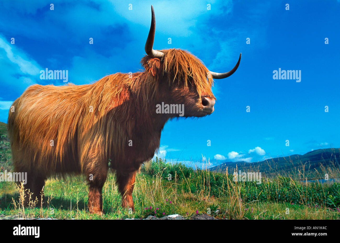Highland scozzesi bovini (Bos primigenius f. taurus), in piedi su un pascolo, Regno Unito, Scozia, Isle of Mull Foto Stock