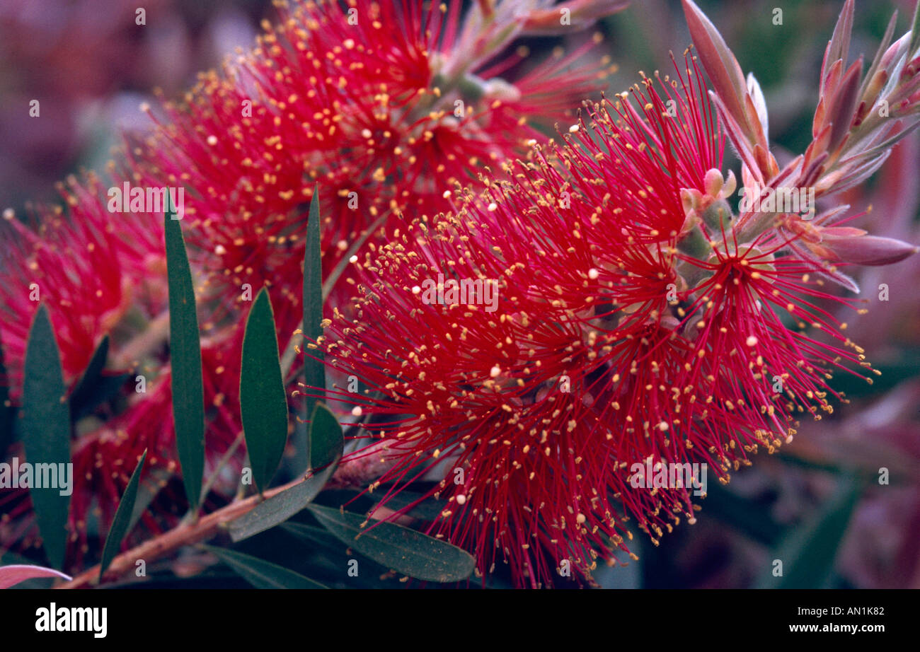 Scovolino da bottiglia bianca, Willow scovolino da bottiglia (Callistemon salignus), Blossom Foto Stock