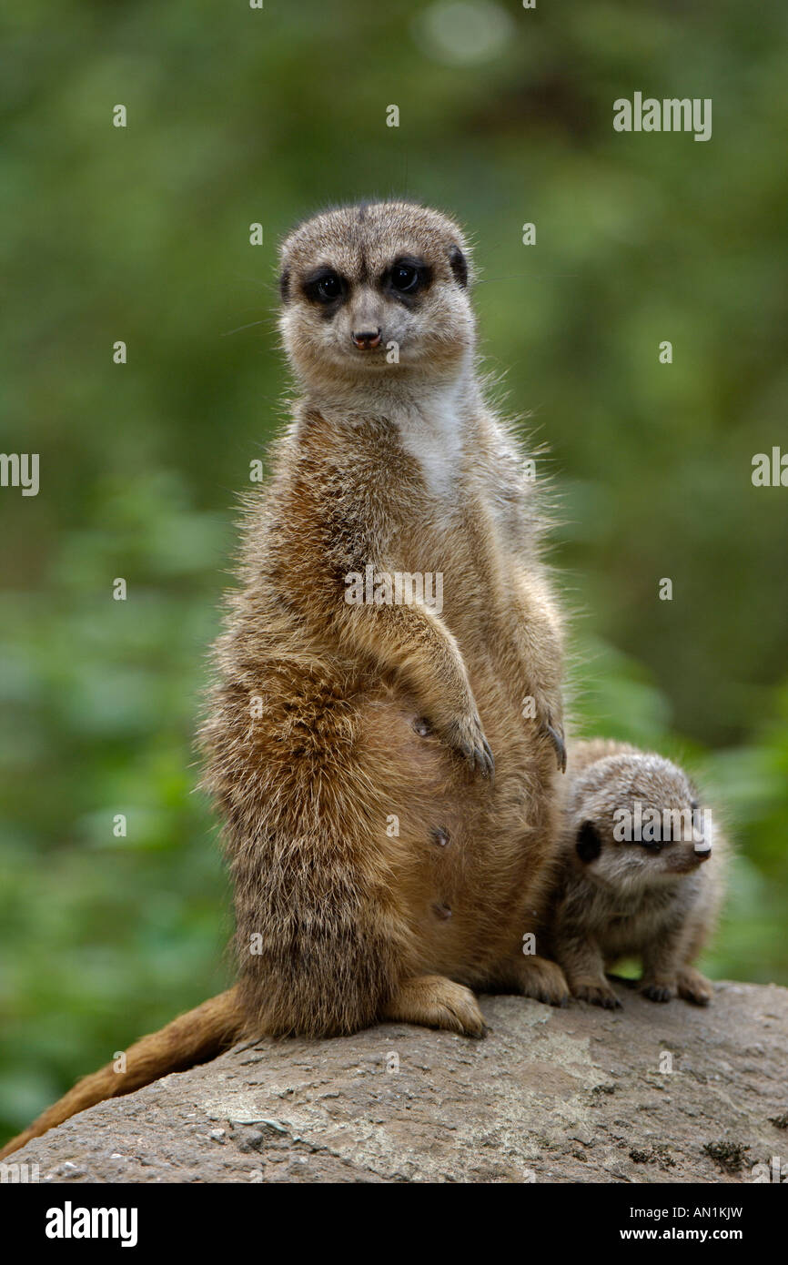 Erdmaennchen suricatta suricatta slanciata meerkat codato afrika africa Foto Stock