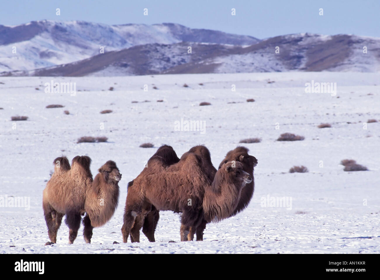 Due domestici humped Bactrian camel Zweihoeckriges Hauskamel Camelus ferus Mongolia febbraio montagne di Altai della Mongolia Foto Stock