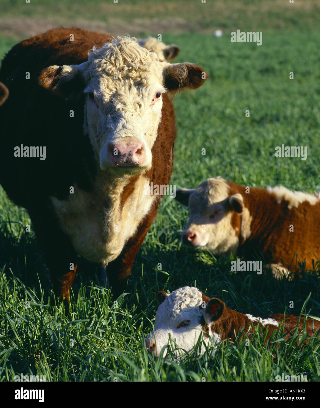 2 settimana di età di razza HEREFORD vitelli e di mucca Foto Stock