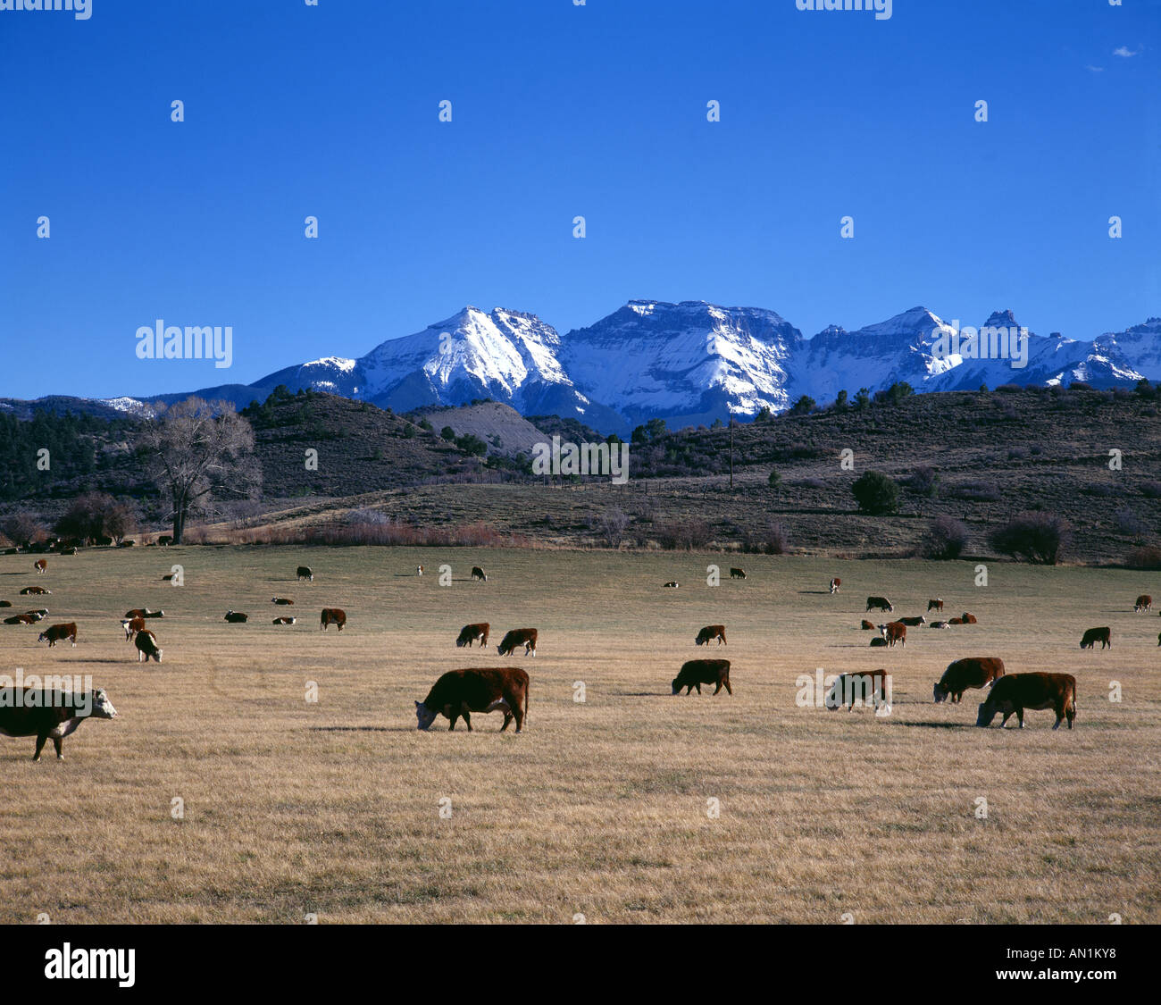 Incroci il bestiame al pascolo ai piedi delle montagne di Colorado Foto Stock