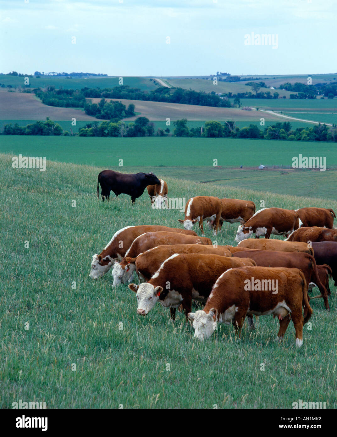 HEREFORD vacche con tori di MAGNUM E HEREFORD-MAGNUM CROCE VITELLI / Nebraska Foto Stock