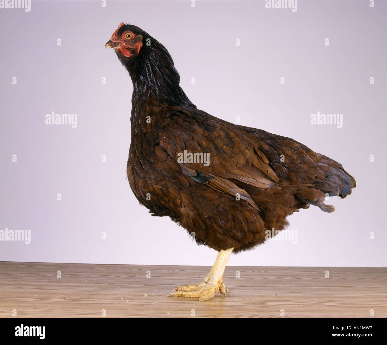 La Rhode Island RED HEN lo stato degli uccelli del Rhode Island la razza che fece di allevamento di pollame di un settore importante in noi è famosa per Foto Stock