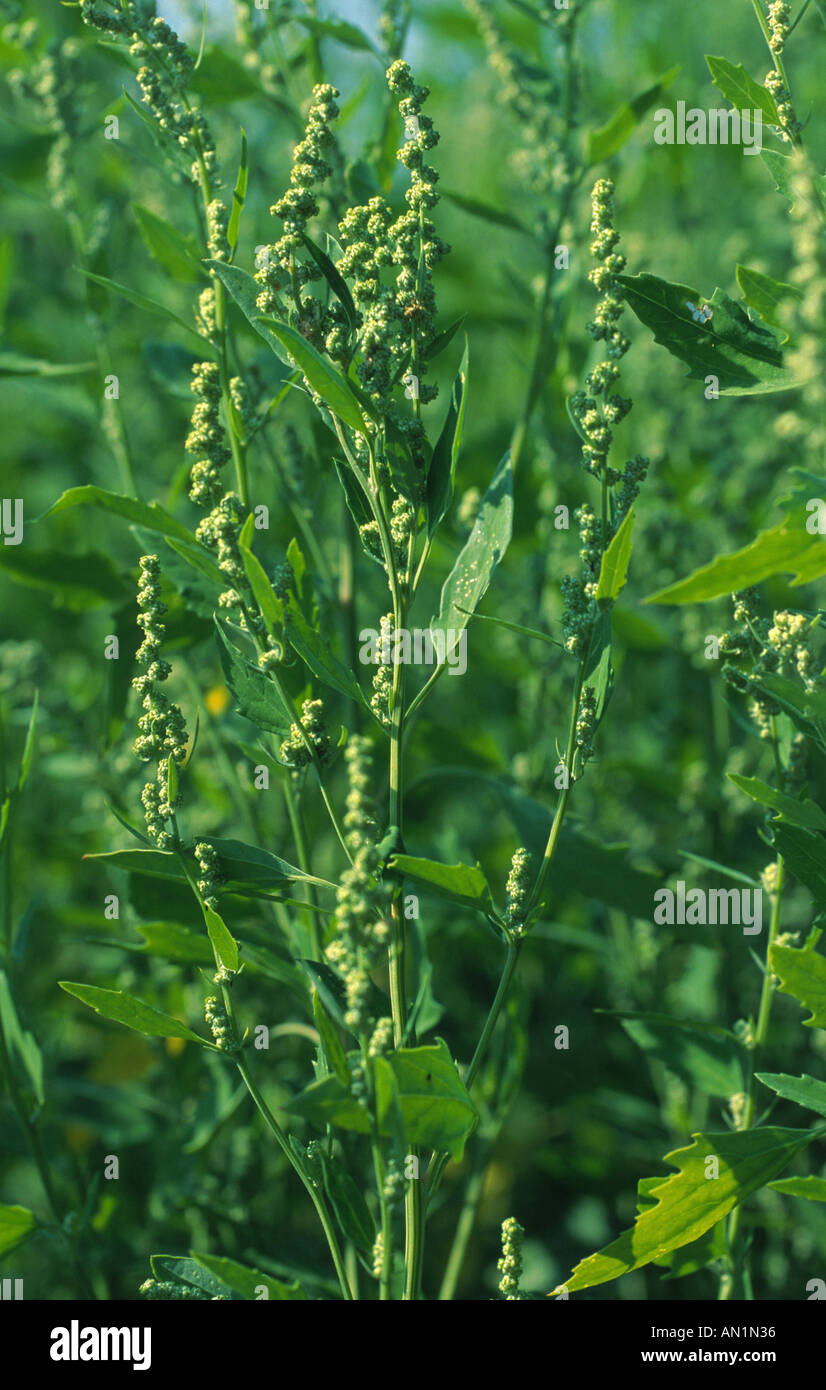 Agnello, quarti, lambsquarters, pigweed, fat-hen (Chenopodium album), fioritura Foto Stock