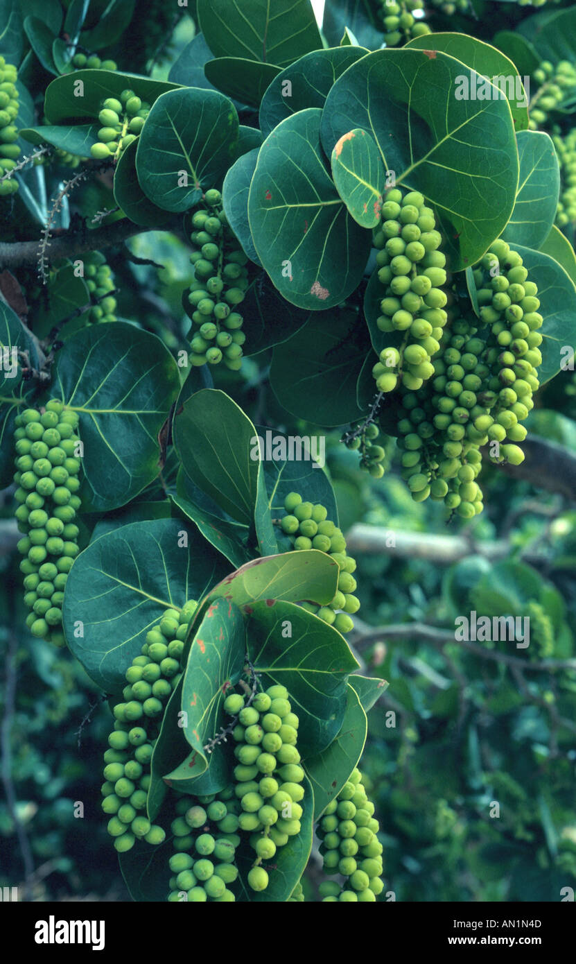 Giamaica kino, mare di uva (Coccoloba uvifera), frutta Foto Stock