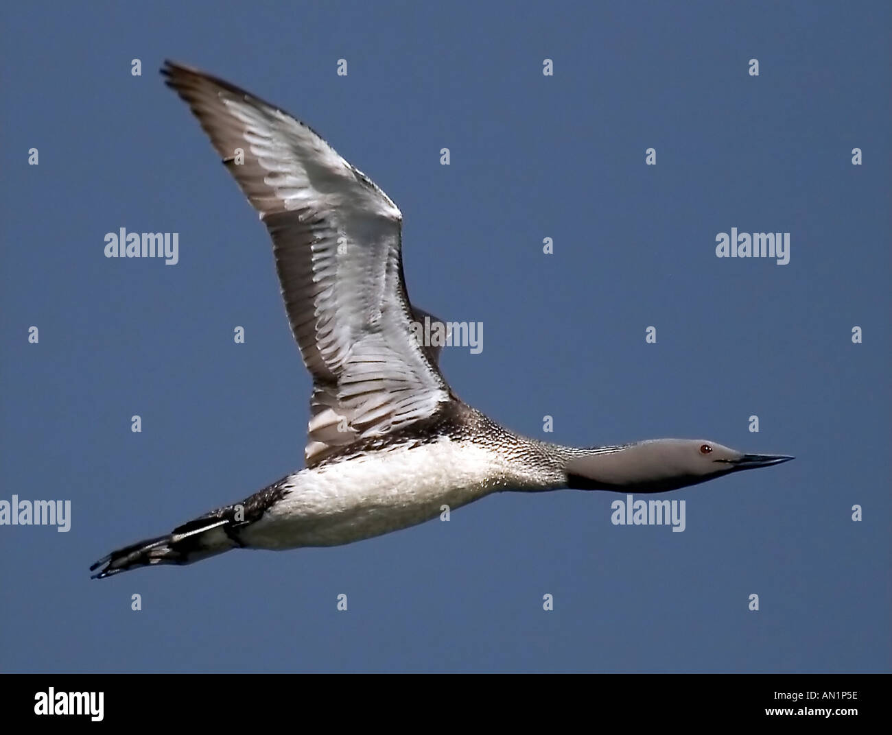 Rosso-throated diver (Gavia stellata), in volo, Norvegia, Troms, Troms, giu 05. Foto Stock