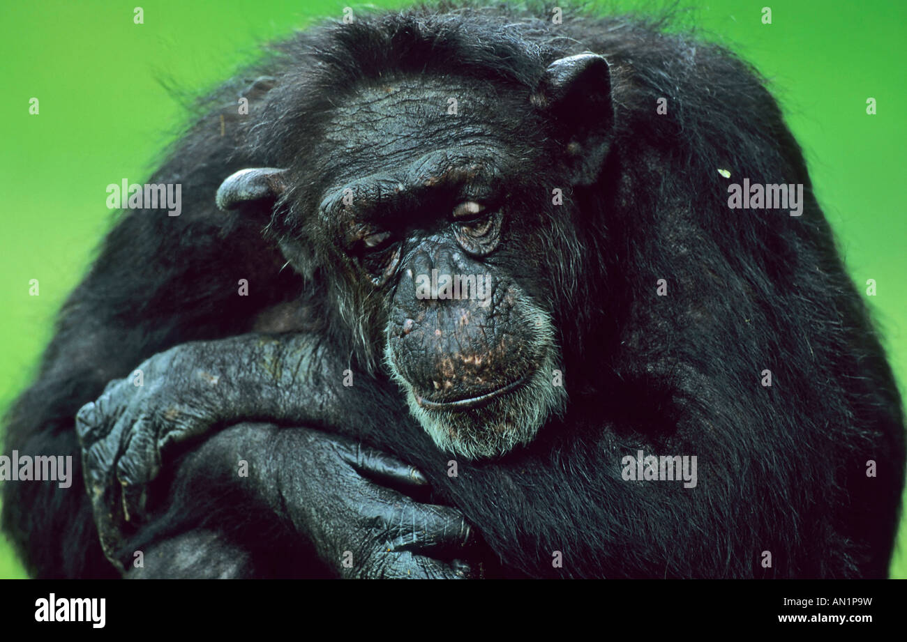 Schimpanse scimpanzé Pan troglodytes Foto Stock