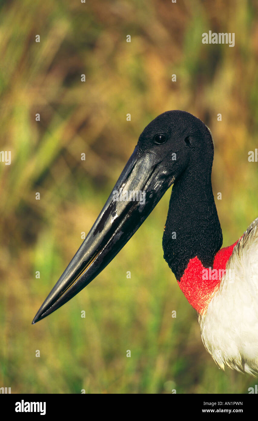 Jabirustorch Jabiru Aeroporto Cicogna Jabiru Aeroporto mycteria Pantal Brasilien Brasile Sued Amerika America del Sud Foto Stock