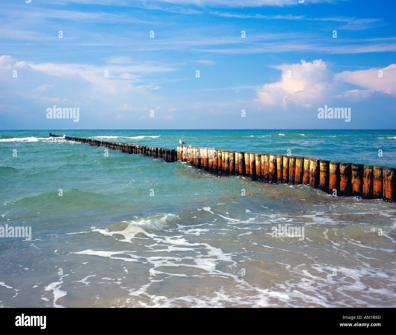 Groines presso la costa di Darss in Ahrenshoop Mecklenburg Vorpommern Mar Baltico. Foto di Willy Matheisl Foto Stock