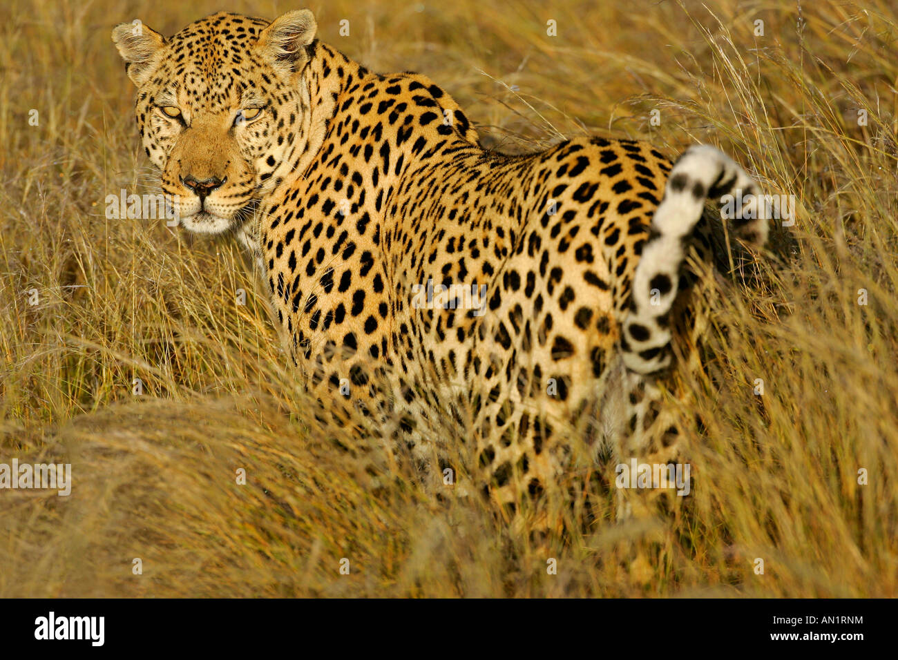 Maschio di leopard panthera pardus in piedi di Savannah in mattina presto luce della Namibia in Africa Foto Stock